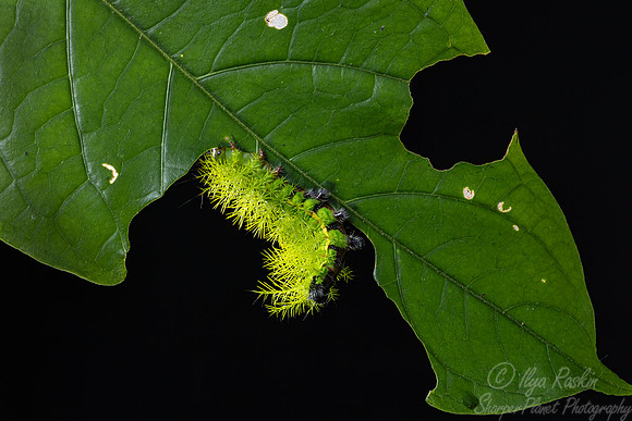 052 An Io moth caterpillar (Automeris io) - Costa Rica