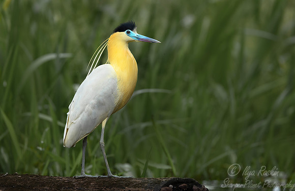 384 Capped heron (Pilherodius pileatus) - Ecuador-2