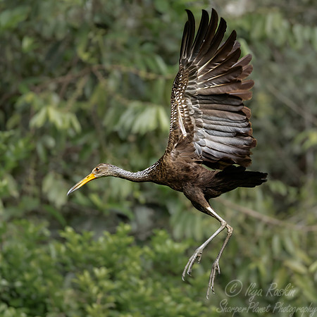 386 Limpkin (Aramus guarauna) - Ecuador