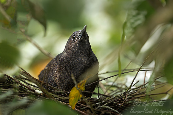 382 Striated heron (Butorides striata) - Ecuador