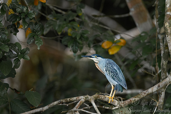 381 Striated heron (Butorides striata) - Ecuador