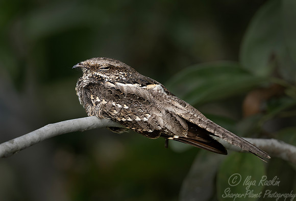 424 Blackish nightjar (Nyctipolus nigrescens) - Ecuador
