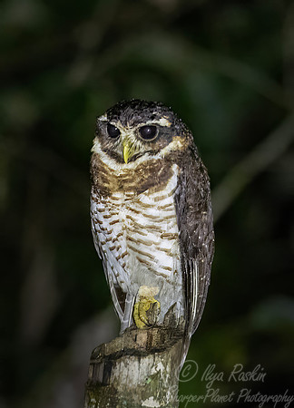 427 band-bellied owl (Pulsatrix melanota) - Ecuador