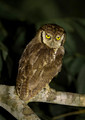 426 Tropical screech owl (Megascops choliba) - Ecuador
