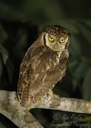 426 Tropical screech owl (Megascops choliba) - Ecuador