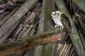 428 American barn owl (Tyto furcata) - Ecuador