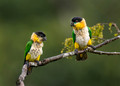 520 Black-headed parrot (Pionites melanocephalus) - Ecuador