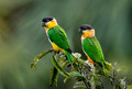 521 Black-headed parrot (Pionites melanocephalus) - Ecuador