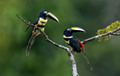 523 Many-banded Aracaris (Pteroglossus pluricinctus) - Ecuador
