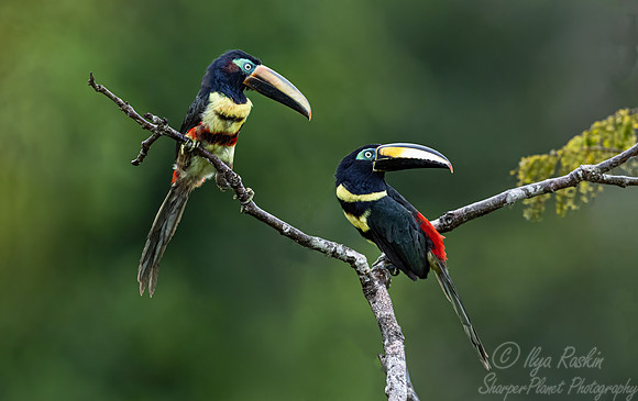 523 Many-banded Aracaris (Pteroglossus pluricinctus) - Ecuador