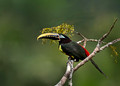 524 Chestnut-eared araçari (Pteroglossus castanotis) - Ecuador