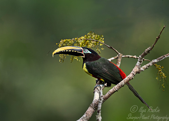 524 Chestnut-eared araçari (Pteroglossus castanotis) - Ecuador