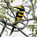 522 Many-banded Aracaris (Pteroglossus pluricinctus) - Ecuador