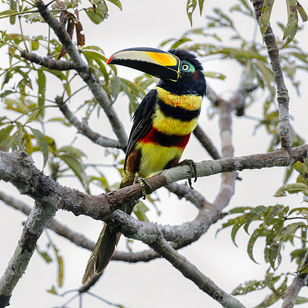 522 Many-banded Aracaris (Pteroglossus pluricinctus) - Ecuador