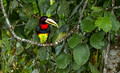 525 Ivory-billed aracari (Pteroglossus azara) - Ecuador