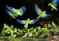 519 Cobalt-winged parakeet (Brotogeris cyanoptera) - Ecuador