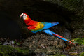 526 Scarlet Macaw (Ara macao) - Ecuador