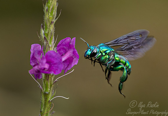 054 Cuckoo-orchid bee (Exaerete smaragdina) - Ecuador