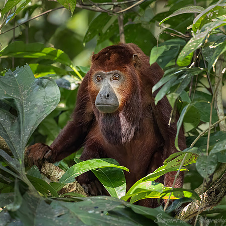 250 Red howler monkey (Alouatta seniculus) - Ecuador