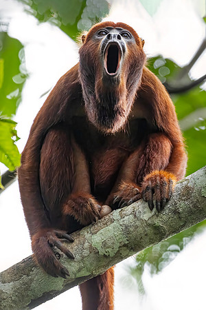 252 Red howler monkey (Alouatta seniculus) - Ecuador
