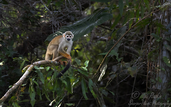 255 Ecuadorian squirrel monkey (Saimiri cassiquiarensis macrodon) - Ecuador