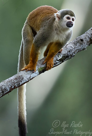 253 Ecuadorian squirrel monkey (Saimiri cassiquiarensis macrodon) - Ecuador