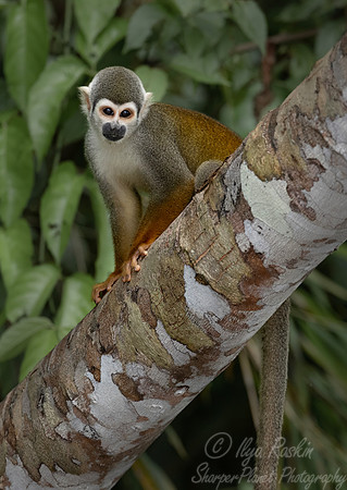 254 Ecuadorian squirrel monkey (Saimiri cassiquiarensis macrodon) - Ecuador