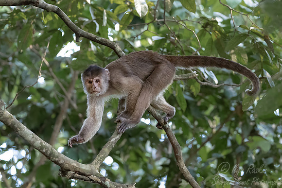 257 Marañón white-fronted capuchin (Cebus yuracus) - Ecuador