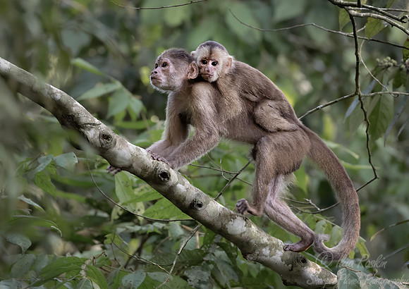 260 Marañón white-fronted capuchin (Cebus yuracus) - Ecuador