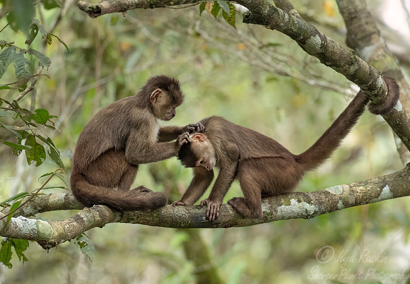 258 Marañón white-fronted capuchin (Cebus yuracus) - Ecuador