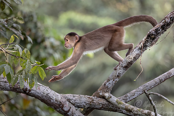 261 Marañón white-fronted capuchin (Cebus yuracus) - Ecuador