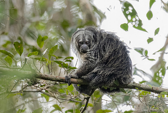 264 Napo saki monkey (Pithecia napensis) - Ecuador