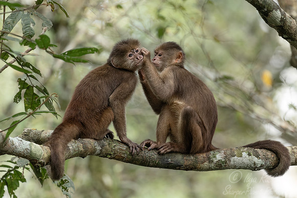 259 Marañón white-fronted capuchin (Cebus yuracus) - Ecuador