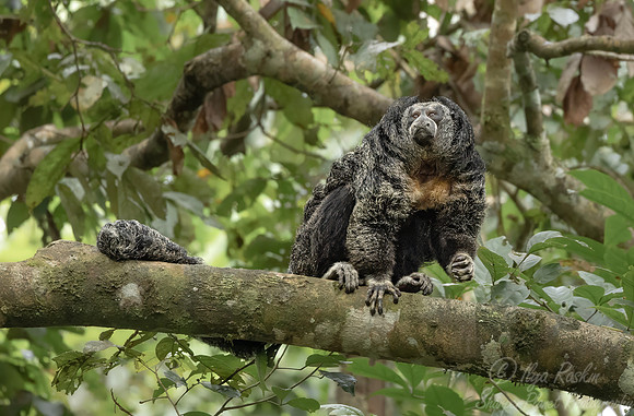 267 Napo saki monkey (Pithecia napensis) - Ecuador