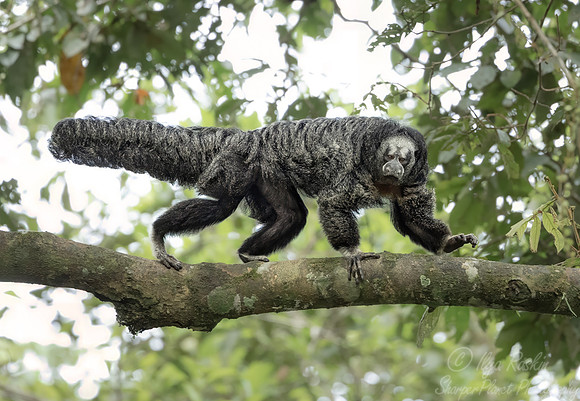 266 Napo saki monkey (Pithecia napensis) - Ecuador