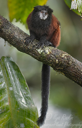 269 Golden-mantled tamarin (Leontocebus tripartitus) - Ecuador