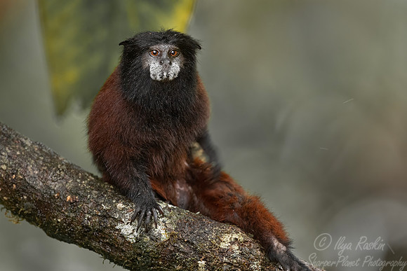 271 Golden-mantled tamarin (Leontocebus tripartitus) - Ecuador