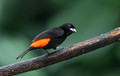 510 Scarlet-rumped tanager (Ramphocelus passerinii) - Costa Rica