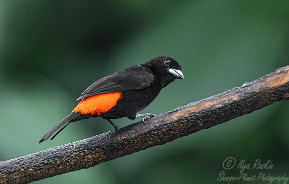 510 Scarlet-rumped tanager (Ramphocelus passerinii) - Costa Rica