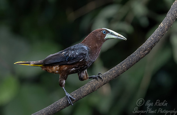 513 Chestnut-headed oropendola (Psarocolius wagleri) - Costa Rica