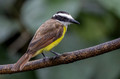 512 Great Kiskadee (Pitangus sulphuratus) - Costa Rica