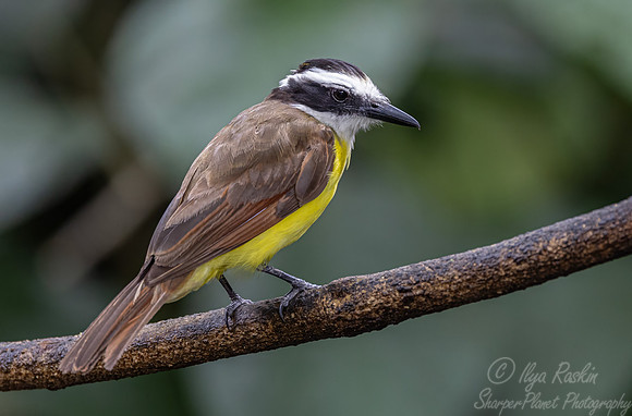 512 Great Kiskadee (Pitangus sulphuratus) - Costa Rica