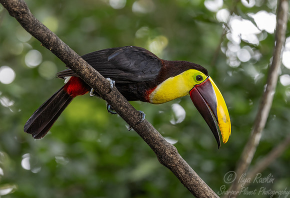 518 Yellow-throated toucan (Ramphastos ambiguus) - Costa Rica