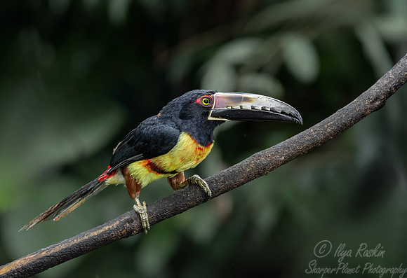 517 Collared aracari (Pteroglossus torquatus) - Costa Rica