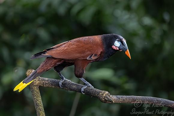 514 Montezuma oropendola (Psarocolius montezuma) - Costa Rica
