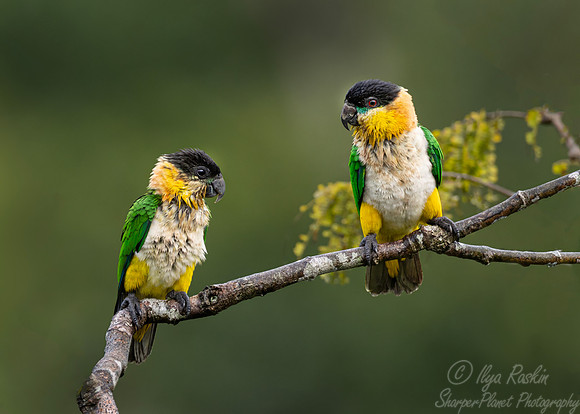 520 Black-headed parrot (Pionites melanocephalus) - Ecuador