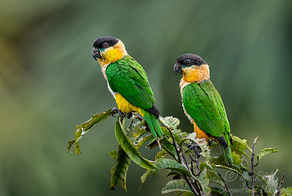 521 Black-headed parrot (Pionites melanocephalus) - Ecuador