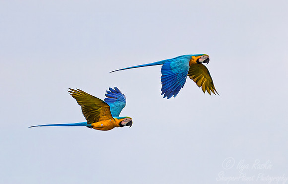 528 Blue-and-yellow macaw (Ara ararauna) - Ecuador