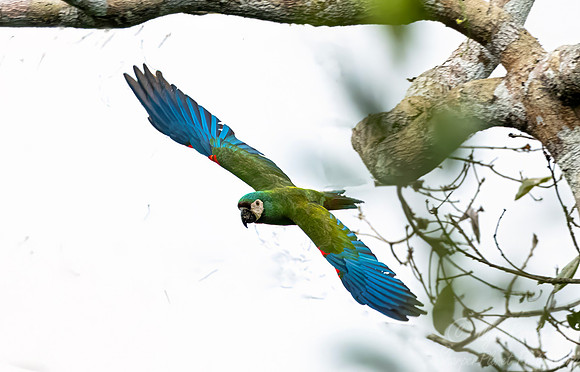 529 Chestnut-fronted Macaw (Ara severus) - Ecuador