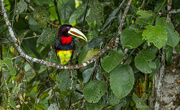 525 Ivory-billed aracari (Pteroglossus azara) - Ecuador